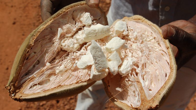 Pain de singe, le fruit africain qui pourrait révolutionner notre santé